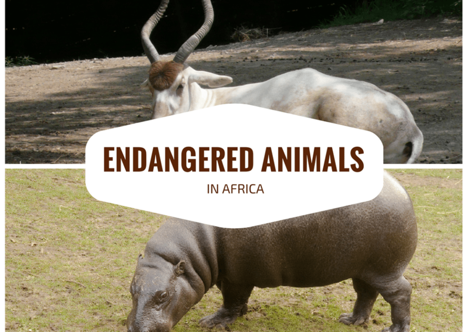 Extinct endangered animals. Extinct endangered animals