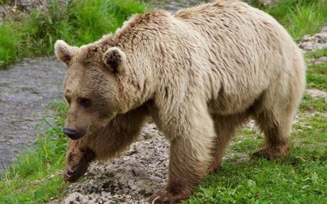 Where do Brown Bears Live? Facts about the Most Widespread | elink
