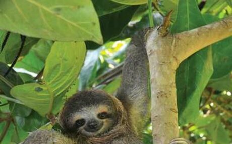 sloth | Definition, Habitat, Diet, & Facts | elink