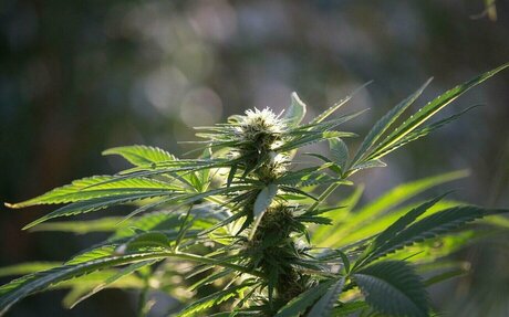 Best Delta 8 Brands To Buy Top Delta 8 THC Products Of 2022: Online Hemp Stock Of Recre...