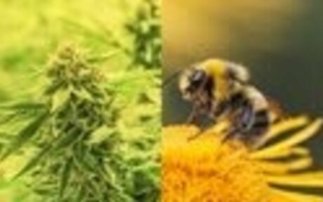 Which Is More Beneficial To You? Medical Marijuana OR Recreational Marijuana