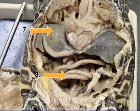 Dissection Guides Elink