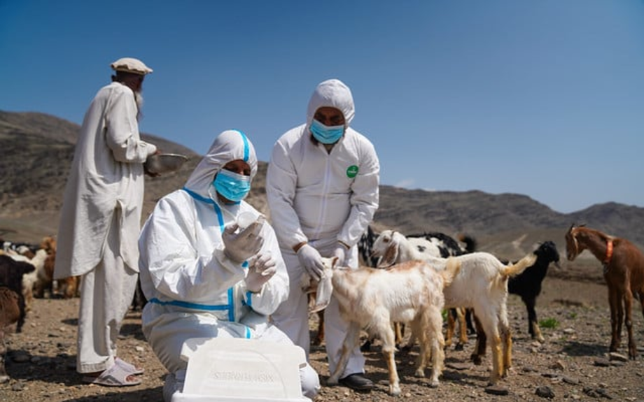 La maladie de la peste menace plus de 21 millions de moutons et de chèvres en Afghanistan