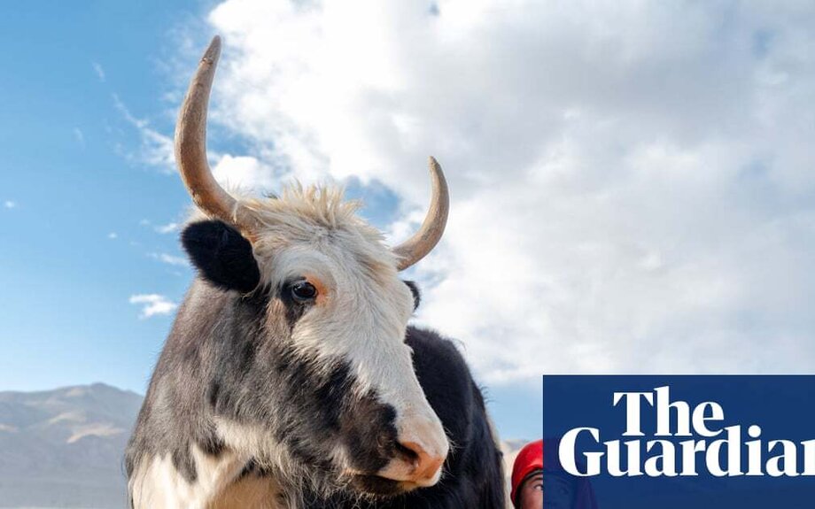 An Afghan girl calmly milks a giant yak: Daniel Malikyar’s best photograph