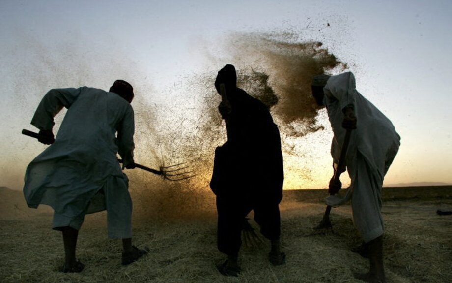 Le déclin d'Ashar : comment le travail collectif disparaît dans l'Afghanistan rural