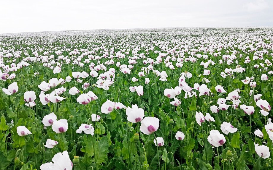 La quatrième année de l'interdiction de l'opium : le point sur deux des principales régions productrices de pavot en Afghanistan