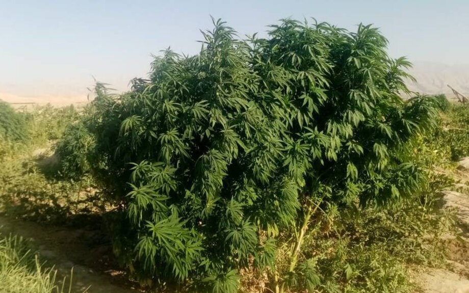 Les talibans passent de la culture du pavot à opium à la production de méthamphétamine