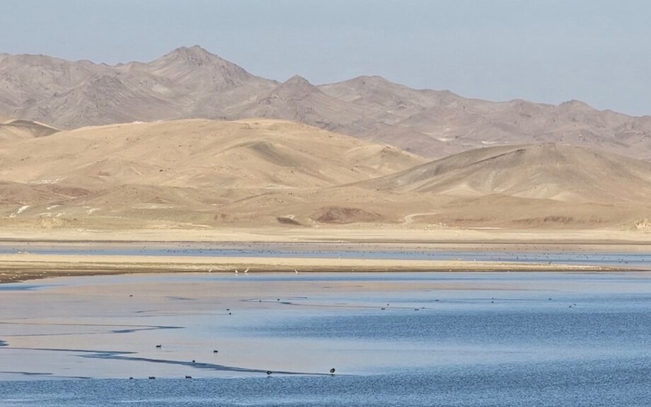 Pas de flamants roses, mais des canards, des oies et des grèbes : l’Afghanistan participe à un recensement international des oiseaux 
