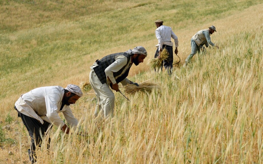  L'Afghanistan peut-il assurer son autosuffisance alimentaire ? Agriculture, commerce et sécurité alimentaire sous pression