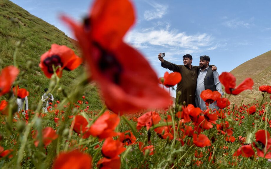 En Afghanistan, fêter le printemps dans les champs de coquelicots