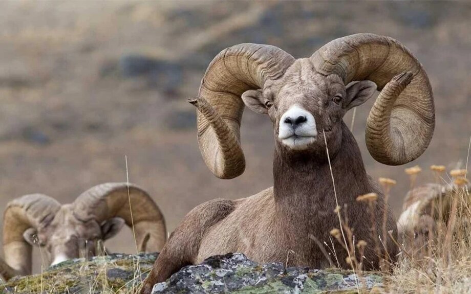 Le changement climatique et la destruction des habitats poussent la faune sauvage d'Afghanistan vers l'extinction.