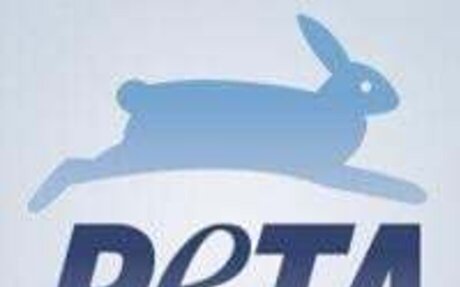 PETA sues Virginia Tech over withheld records regarding minipig deaths