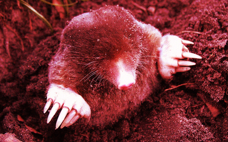 Transparency Update: FOI Whack a Mole