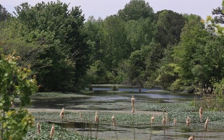 Virginia launches website to make wetland credits more transparent