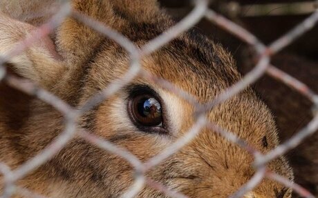 Henrico officials in talks to create first animal cruelty registry in Virginia