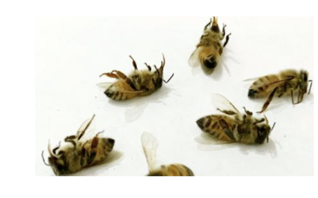 El apocalipsis de los insectos matará a miles de millones de personas más que el cambio climático.