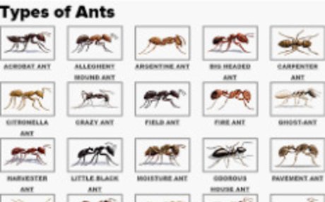Ants: Fun Facts | elink